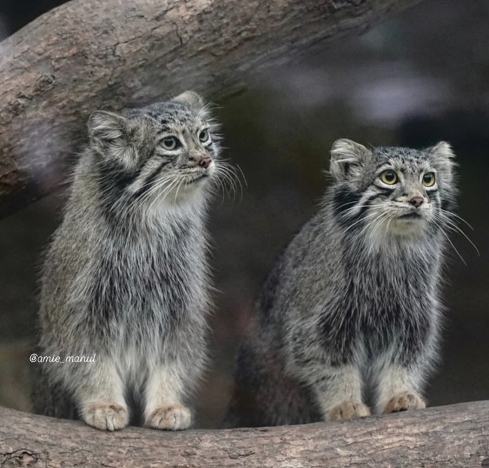 Мама и доча