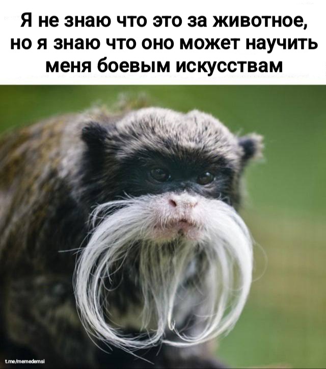   ,   , , ,  , ,  , , , Telegram ()