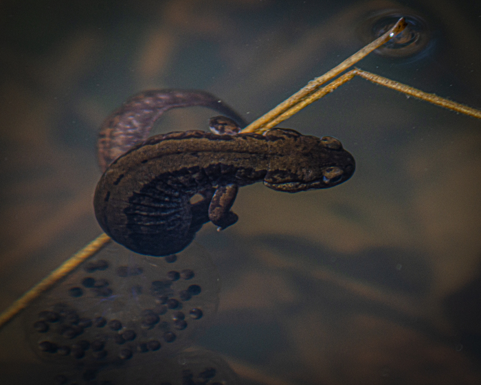 Спинку показала