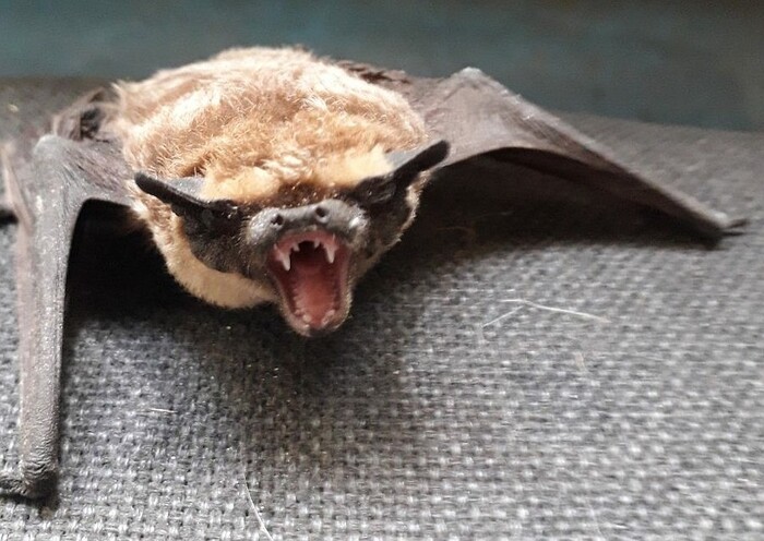 Нетопырь - страшное, но маленькое и безобидное животное. Не лишенное отрицательного обаяния.