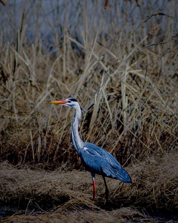 Серая цапля🐦