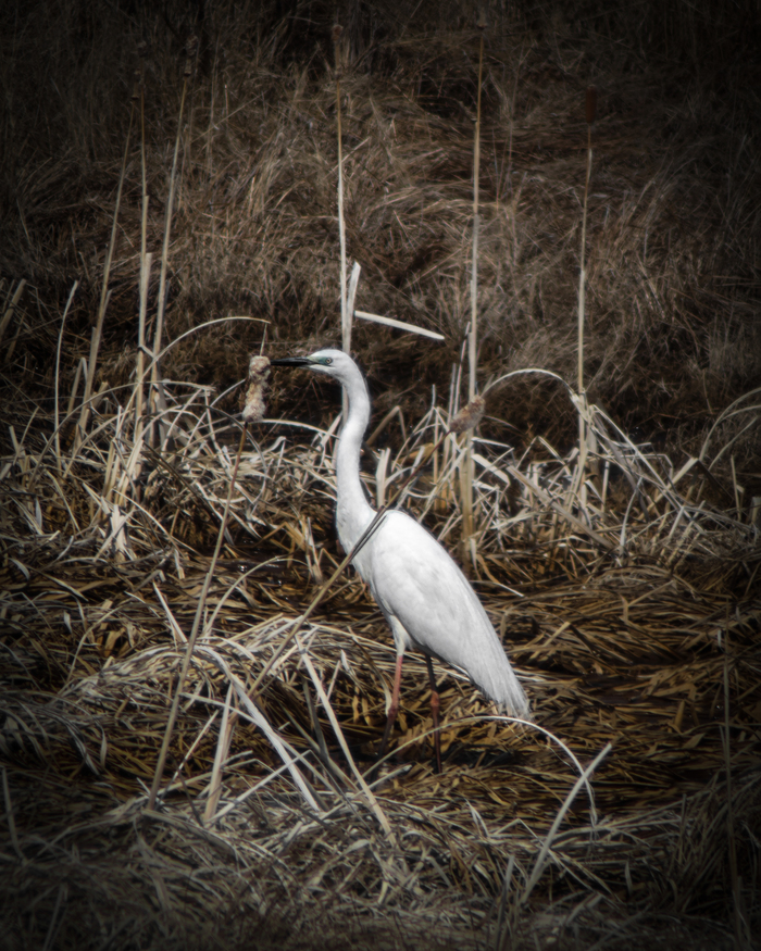 Белая цапля🐦