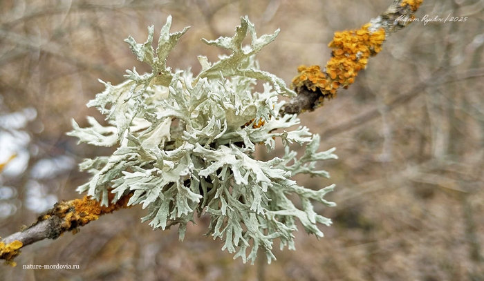 Эверния сливовая (Evernia prunastri).