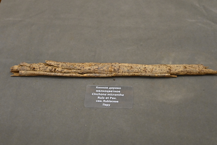 Хинное дерево мелкоцветное, Cincoha Micrantha. Экспонат Ботанического музея РАН.