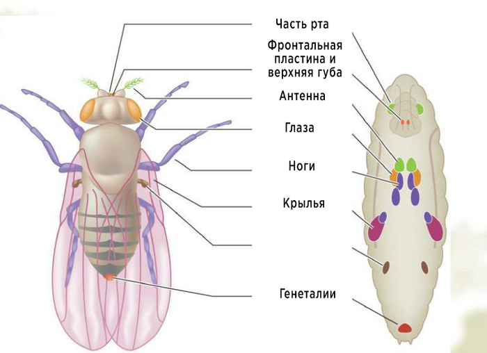 Слева — взрослая особь. Справа — личинка и имагинальные диски, из которых вырастут все необходимые части тела.