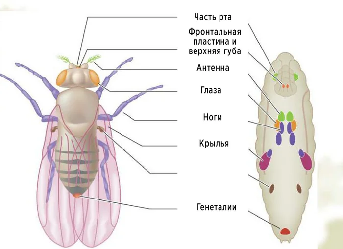 Правда ли, что насекомое внутри куколки полностью растворяется и пересобирается заново? Куколка, Насекомые, Животные, Дикие животные, Яндекс Дзен, Яндекс Дзен (ссылка), Длиннопост Правда ли, что насекомое внутри куколки полностью растворяется и пересобирается заново? Куколка, Насекомые, Животные, Дикие животные, Яндекс Дзен, Яндекс Дзен (ссылка), Длиннопост