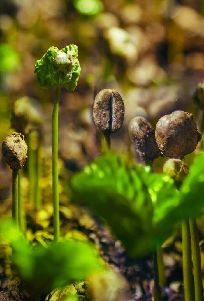 Ростки кофе