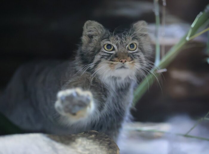 Держи пятюню