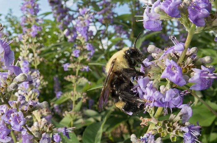 Лимонный шмель-кукушка.