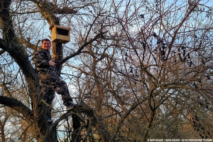 Завёл нелегальную птицеферму в лесу. Что по деньгам Животные, В мире животных, Редкий вид, Дикая природа, Природа России, Птицы, Хищные птицы, Сова, Сокол, Видео, Короткие видео, Длиннопост Завёл нелегальную птицеферму в лесу. Что по деньгам Животные, В мире животных, Редкий вид, Дикая природа, Природа России, Птицы, Хищные птицы, Сова, Сокол, Видео, Короткие видео, Длиннопост