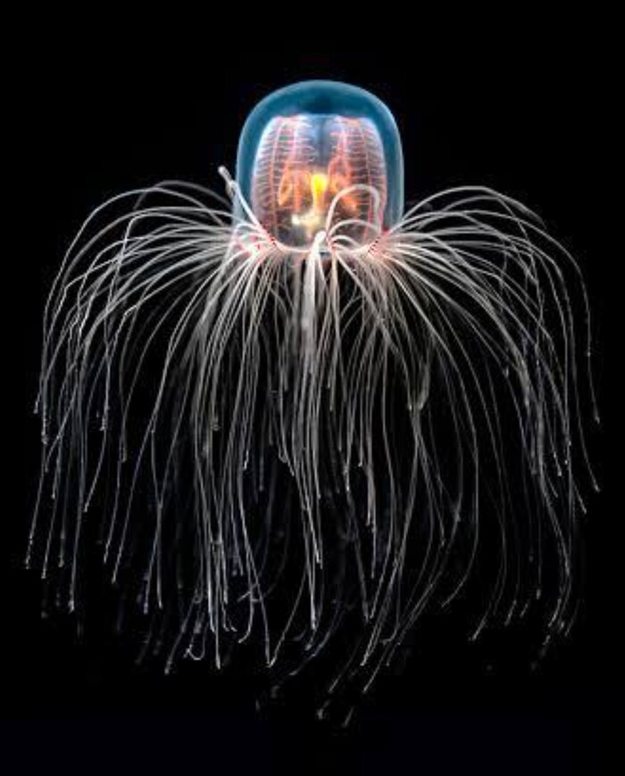   "Turritopsis dohrnii"  .            , , 
