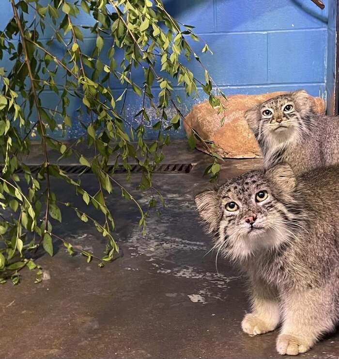 Фото взято из аккаунта <a href="https://pikabu.ru/story/manuloimeninniki_12631467?u=https%3A%2F%2Fwww.instagram.com%2Fp%2FDHvuCKjK6cR%2F%3Figsh%3DMW0yeTc4M2ZjMzRscg%3D%3D&t=smallcatalliance%20inst&h=f27282a61c8d980fa1de17e8820b912a4fbeedd4" title="https://www.instagram.com/p/DHvuCKjK6cR/?igsh=MW0yeTc4M2ZjMzRscg==" target="_blank" rel="nofollow noopener">smallcatalliance inst</a>. Автор фото кипер Ashley