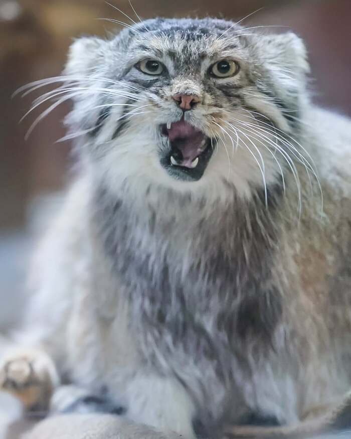 Фото взято из аккаунта <a href="https://pikabu.ru/story/manuloimeninniki_12631467?u=https%3A%2F%2Fwww.instagram.com%2Fp%2FDGq3Mt4hcKM%2F%3Figsh%3DMXMzYTltemUwZjk1OA%3D%3D&t=safariyokohama%20inst&h=db2d482ec1d0705e3abd4abc89212901e38b80f4" title="https://www.instagram.com/p/DGq3Mt4hcKM/?igsh=MXMzYTltemUwZjk1OA==" target="_blank" rel="nofollow noopener">safariyokohama inst</a>