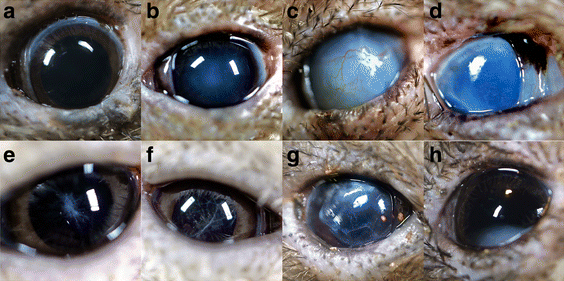 a)     b)      c-h)  ,    .