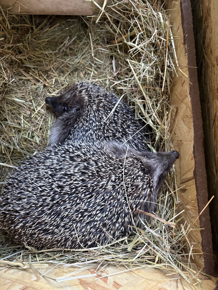«Мы с приятелем вдвоем замечательно живем»
