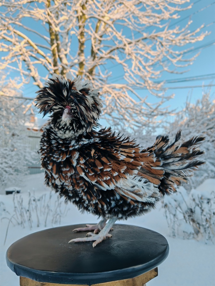 ������ ������� ����