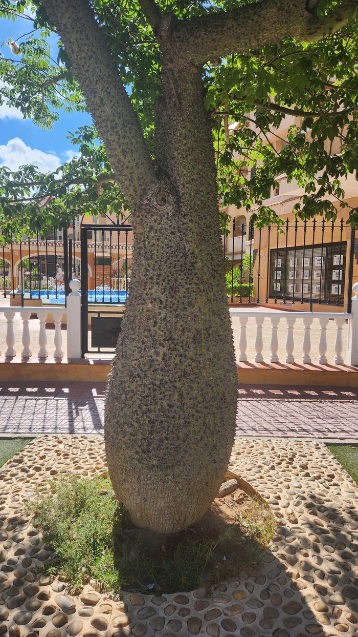 Ceiba speciosa