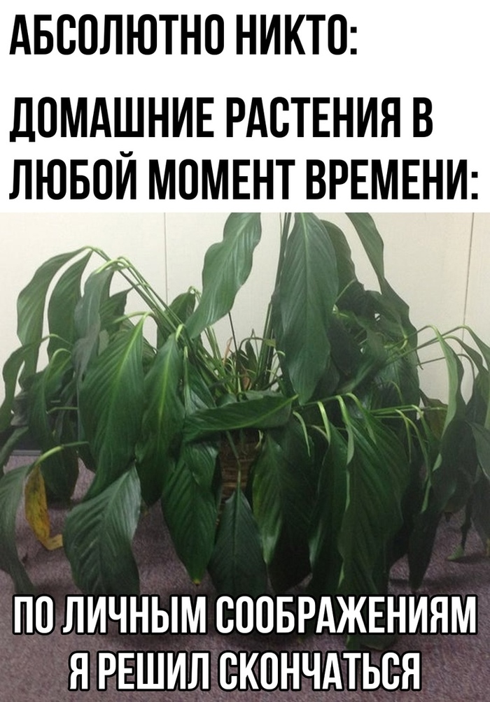 Почему у некоторых все растет прекрасно, а других даже кактусы дохнут?