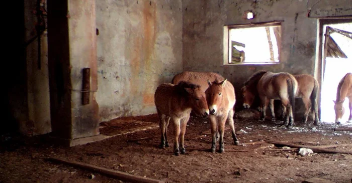 Оранжевые лошадки Чернобыльской зоны отчуждения. Откуда там взялись тахи? Лошади, Чернобыль, Чернобыль: Зона отчуждения, Лошадь Пржевальского, Животные, Дикие животные, Яндекс Дзен, Яндекс Дзен (ссылка), Длиннопост