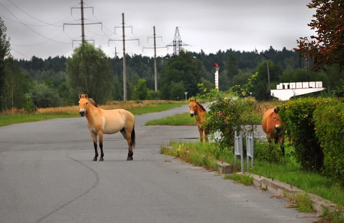 Оранжевые лошадки Чернобыльской зоны отчуждения. Откуда там взялись тахи? Лошади, Чернобыль, Чернобыль: Зона отчуждения, Лошадь Пржевальского, Животные, Дикие животные, Яндекс Дзен, Яндекс Дзен (ссылка), Длиннопост