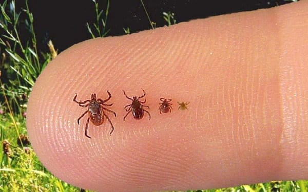 Иксодовые клещи