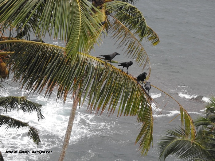Вороны острова Барберин (Barberyn Island), Берувела, Шри Ланка 2025
