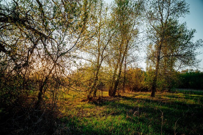     , Nikon, , , 