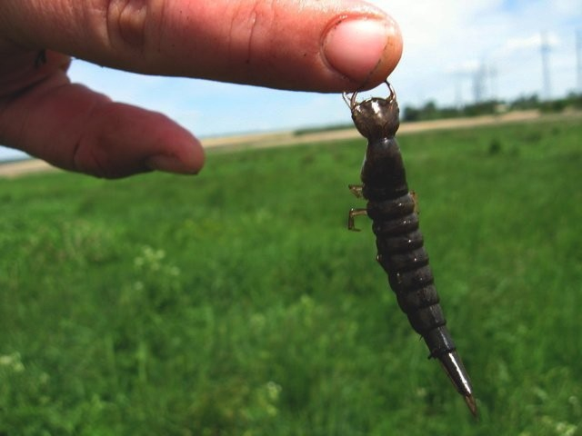 Личинки плавунцов, кстати, обладают абсолютно теми же повадками. Разве что летать не умеют.