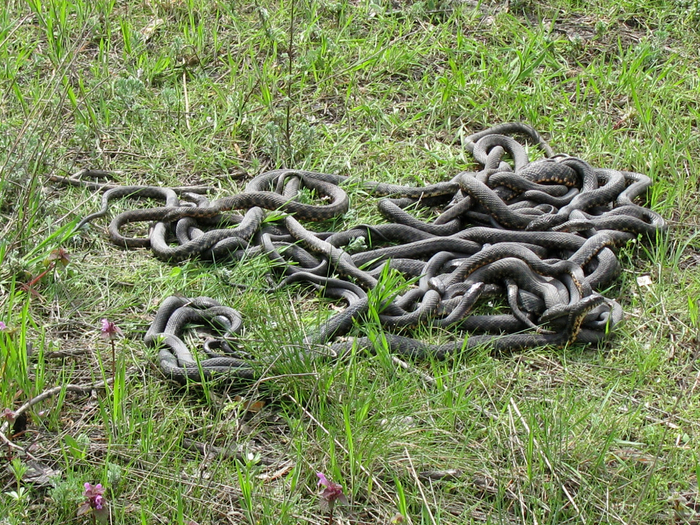 А потом сразу начинают размножаться. Тоже большими группами. Правда на этом фото не гадюки, а водяные ужи. Тоже встречаются у нас, но безопасны для человека.