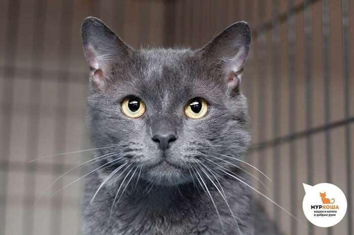 Кот Бегемоша