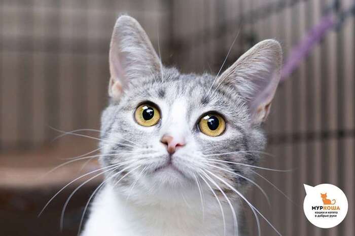 Кошка Алеся