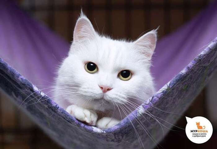 Кошка Никитишна