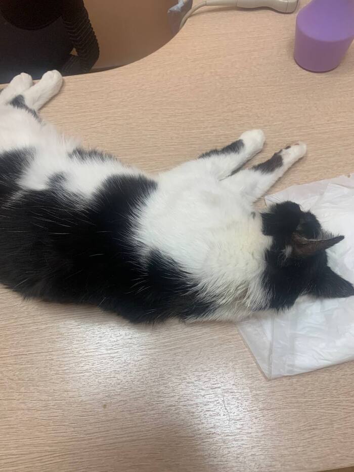 Федя на УЗИ