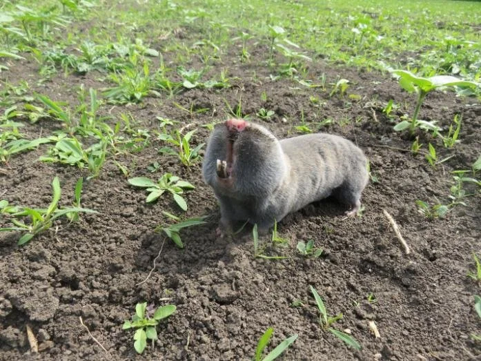 Слепыш: В 10 раз разрушительнее крота. Если он пришёл на участок — огород будет уничтожен Слепыш, Под землей, Животные, Дикие животные, Яндекс Дзен, Яндекс Дзен (ссылка), Длиннопост Слепыш: В 10 раз разрушительнее крота. Если он пришёл на участок — огород будет уничтожен Слепыш, Под землей, Животные, Дикие животные, Яндекс Дзен, Яндекс Дзен (ссылка), Длиннопост