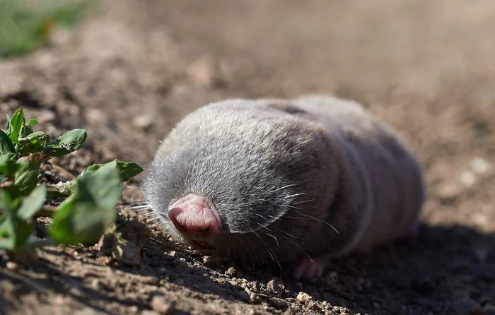 Слепыш: В 10 раз разрушительнее крота. Если он пришёл на участок — огород будет уничтожен Слепыш, Под землей, Животные, Дикие животные, Яндекс Дзен, Яндекс Дзен (ссылка), Длиннопост Слепыш: В 10 раз разрушительнее крота. Если он пришёл на участок — огород будет уничтожен Слепыш, Под землей, Животные, Дикие животные, Яндекс Дзен, Яндекс Дзен (ссылка), Длиннопост