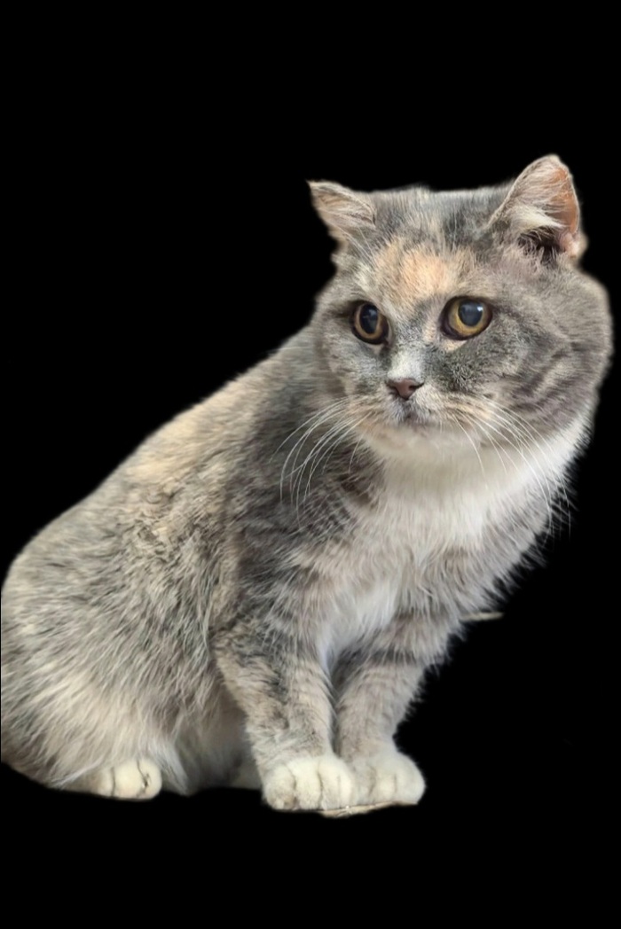         .    .     ,  ,   ,  , , ,  , 