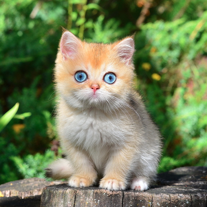 Котенок золотая шиншилла с голубыми глазами