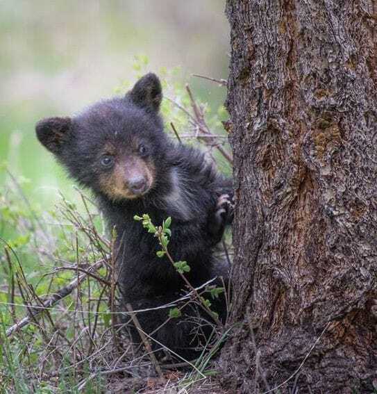 Легенды западной Сибири