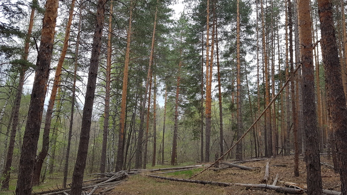 Дикая природа