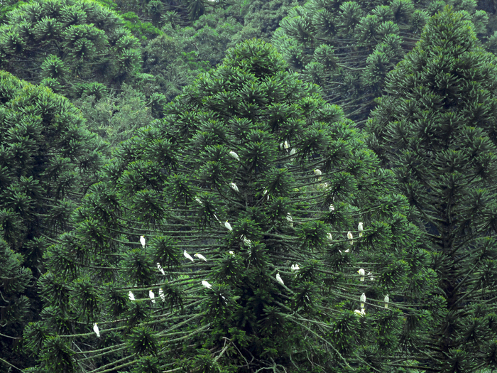 Араукария Бидвилла. Фото с сайта <!--noindex--><a href="https://pikabu.ru/story/araukariya_bidvilla_12670712?u=http%3A%2F%2Forganiclawn.ru&t=organiclawn.ru&h=c8c668d7402467962184f548cadf0b01e48a5707" title="http://organiclawn.ru" target="_blank" rel="nofollow noopener">organiclawn.ru</a><!--/noindex-->.