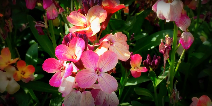 �������� (Cheiranthus)