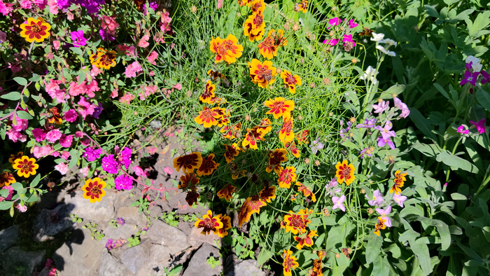 ��������� (Cosmidium)