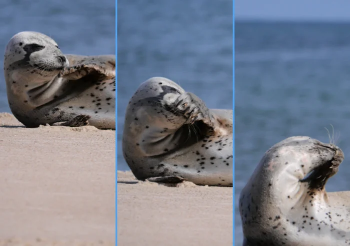 Почему моряки избегают этого места в океане вот уже 400 лет? Тайны острова Сейбл Планета Земля, Земля, Познавательно, Вокруг света, Планета, Факты, Научпоп, География, Удивительное, Биология, Длиннопост, Искусственный интеллект, Сгенерировано