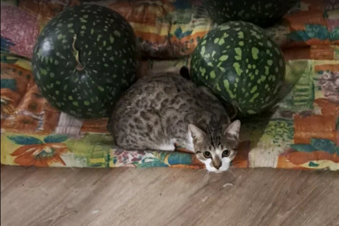 Бегающий по дому мимикрирующий кот