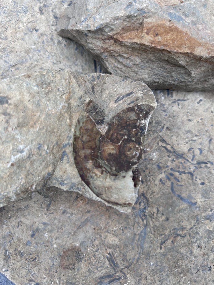 А вот и часть слепка аммонита, тоже валялся в куче камней. К сожалению, обломленный.