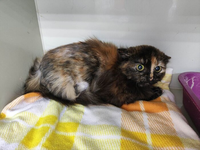 Чопа ещё очень боится