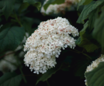 ��� ������������ �����