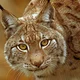 Аватар пользователя user5776648