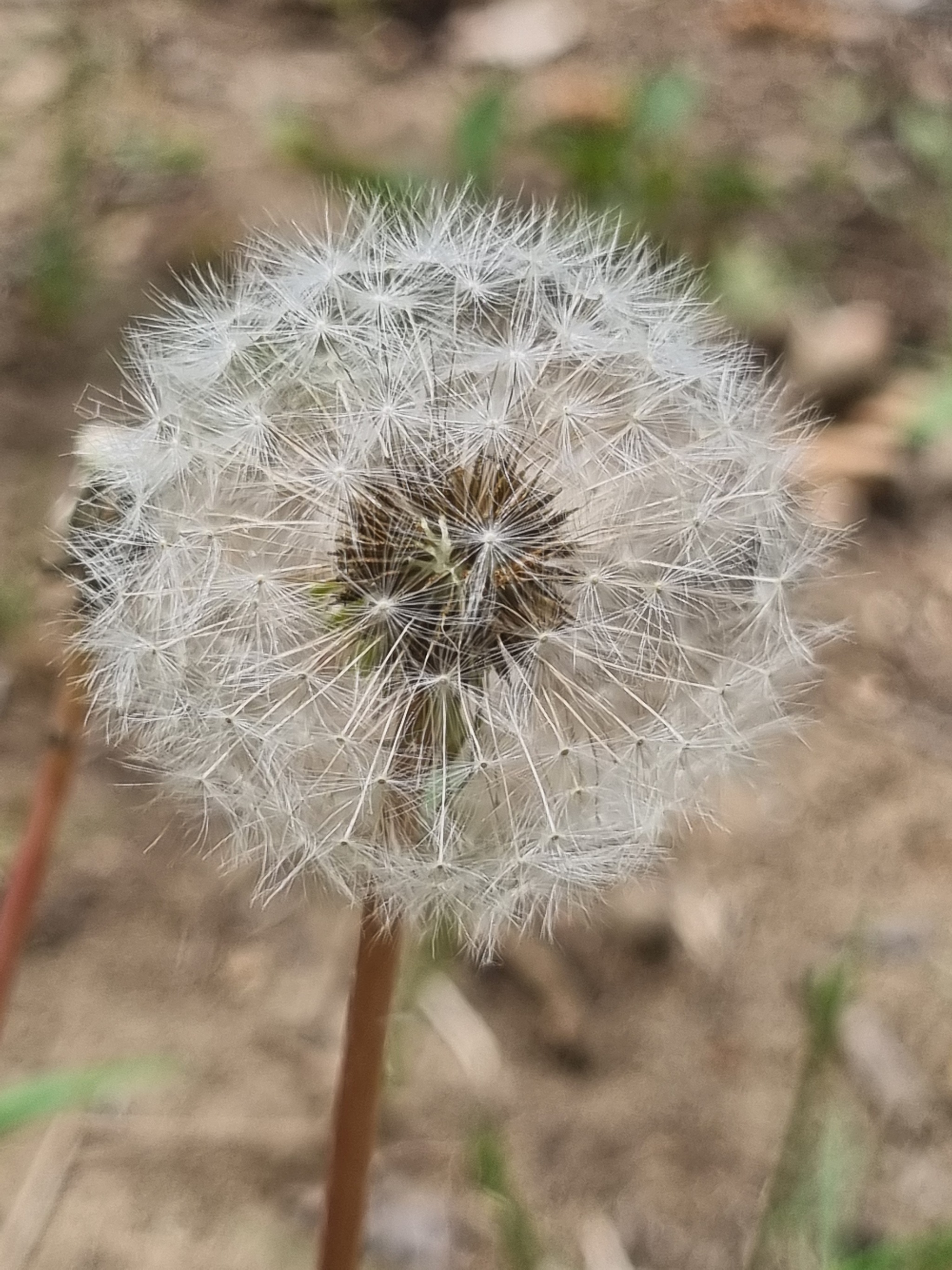 The little goats have woken up - My, Forest, Walk in the woods, Dandelion, Toad, Water, Flowers, Nature, Longpost