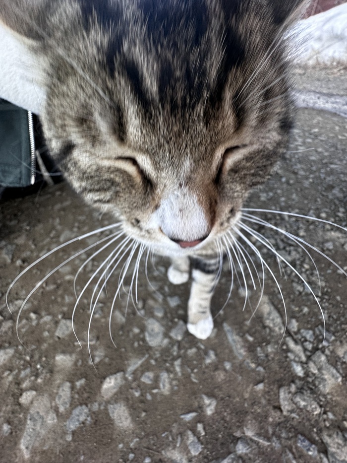 ��������� �������